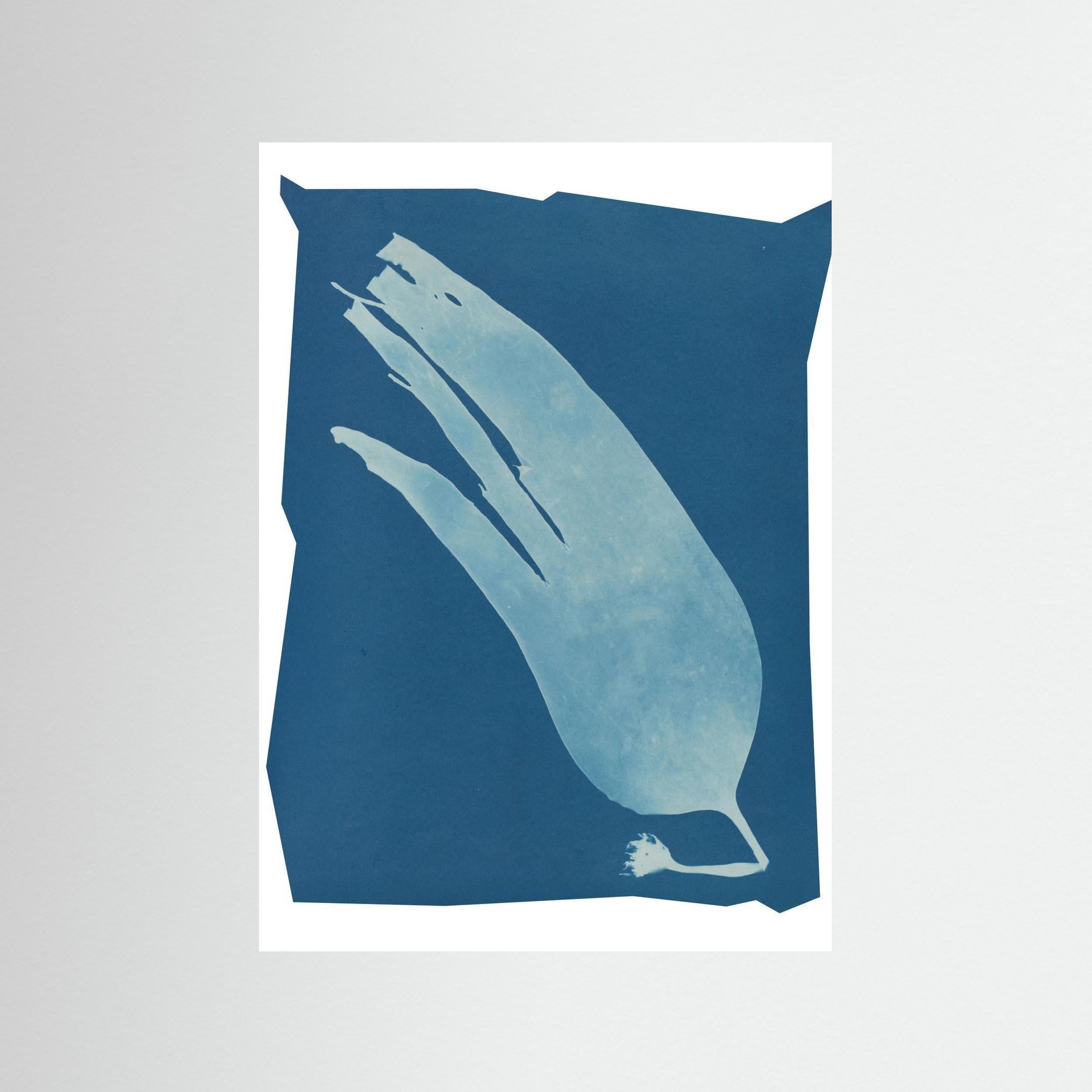 Salt Bloom — Cyanotype art Print, blue Giclee Print