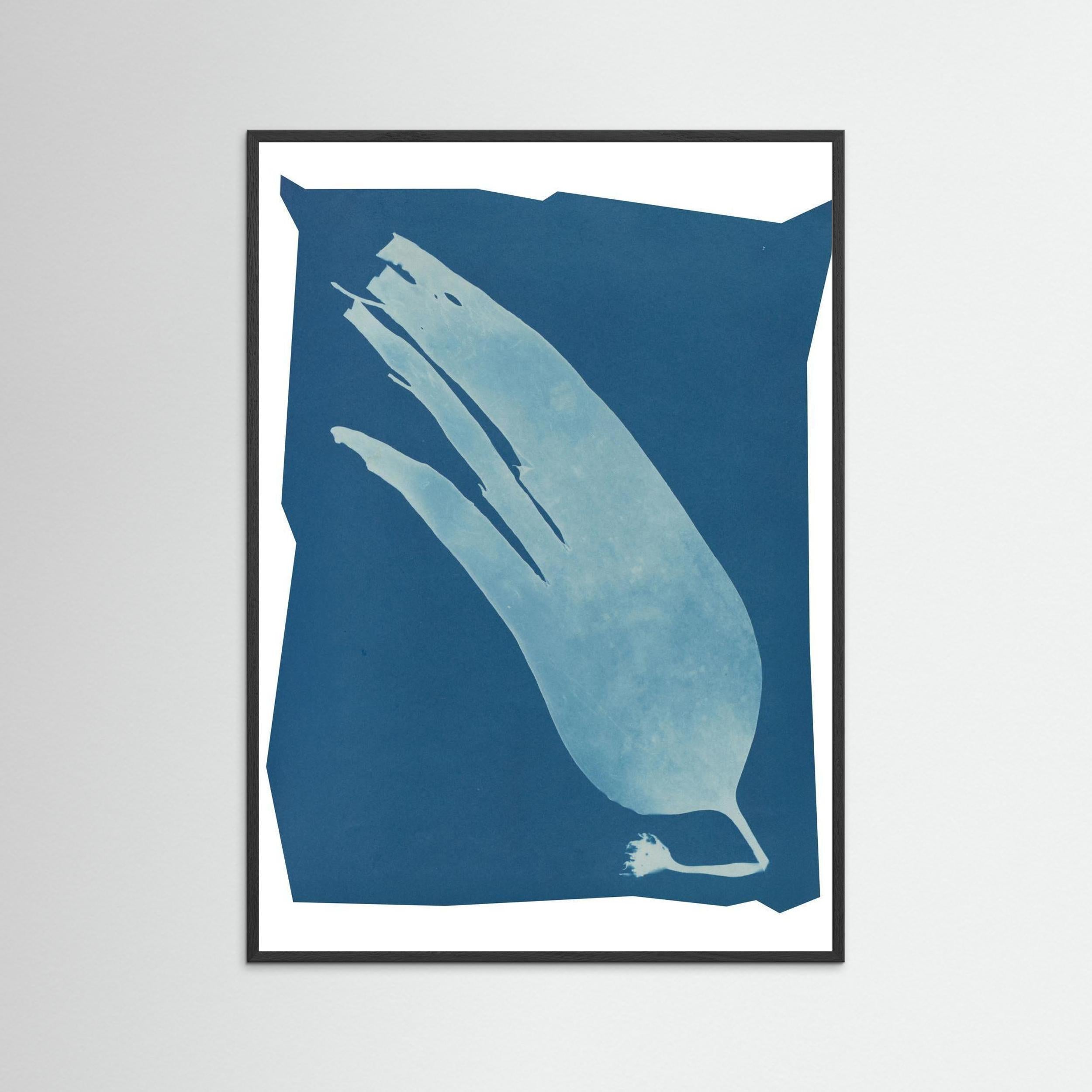 Salt Bloom — Cyanotype art Print, blue Giclee Print