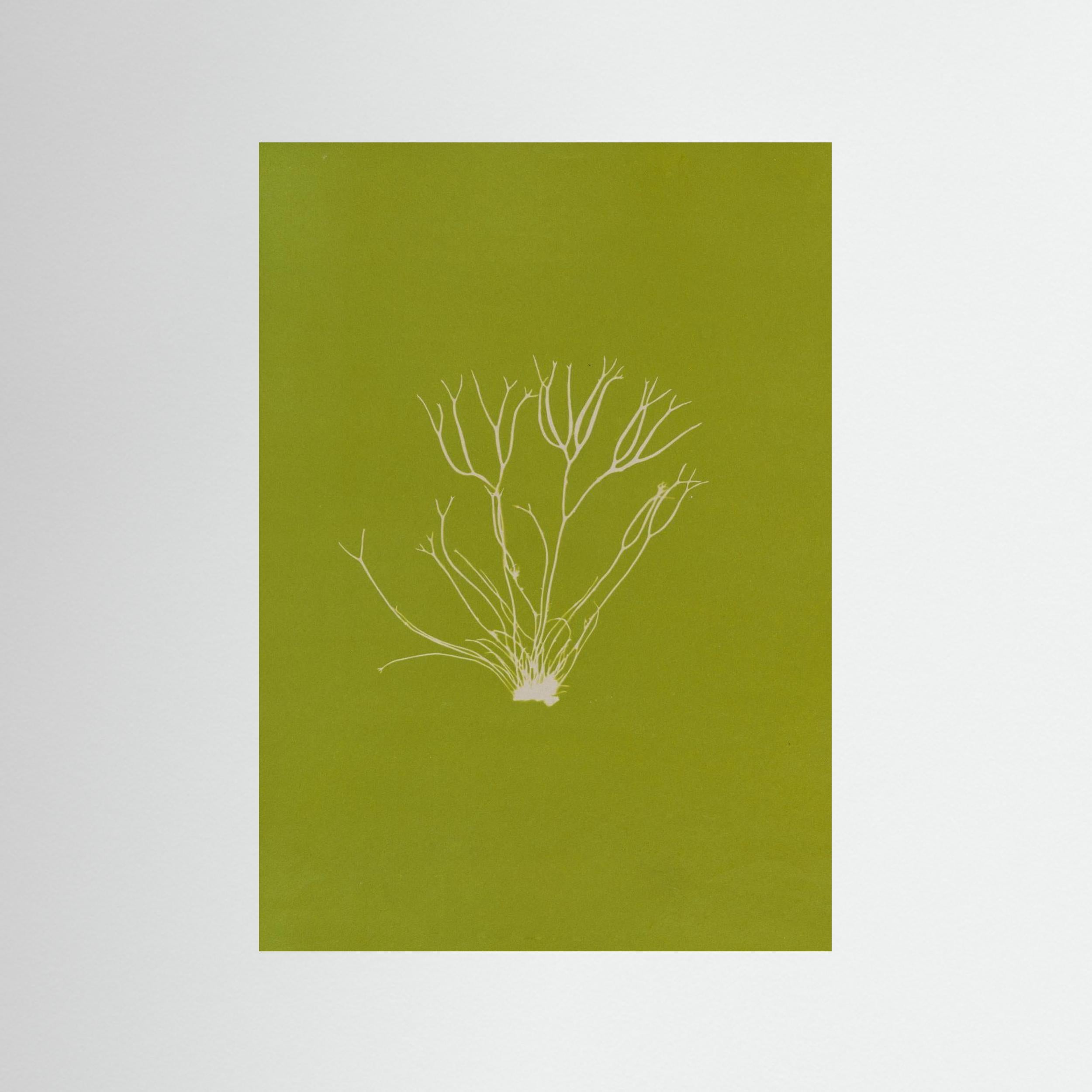 Ghost Sprig — Botanical wall art