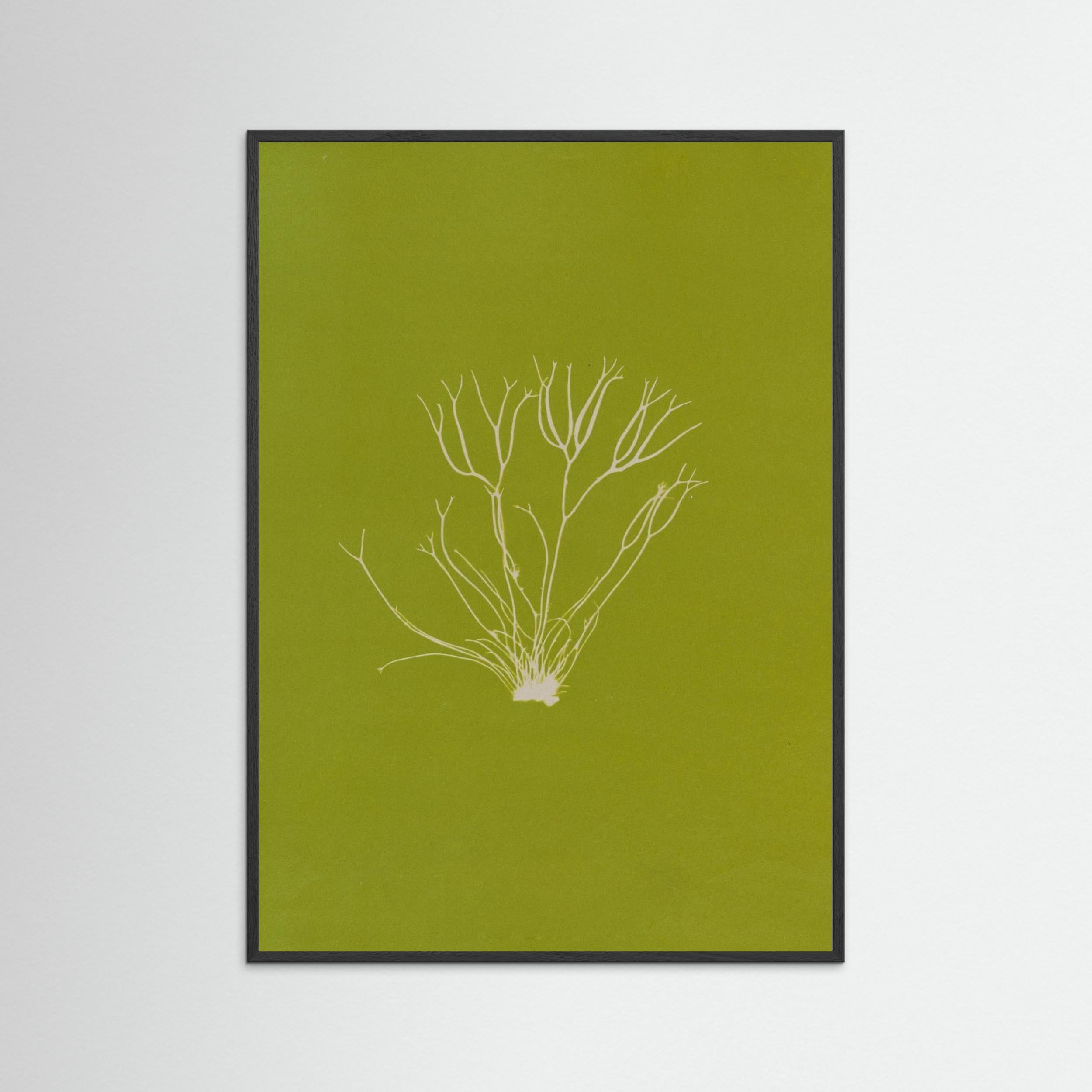 Ghost Sprig — Botanical wall art