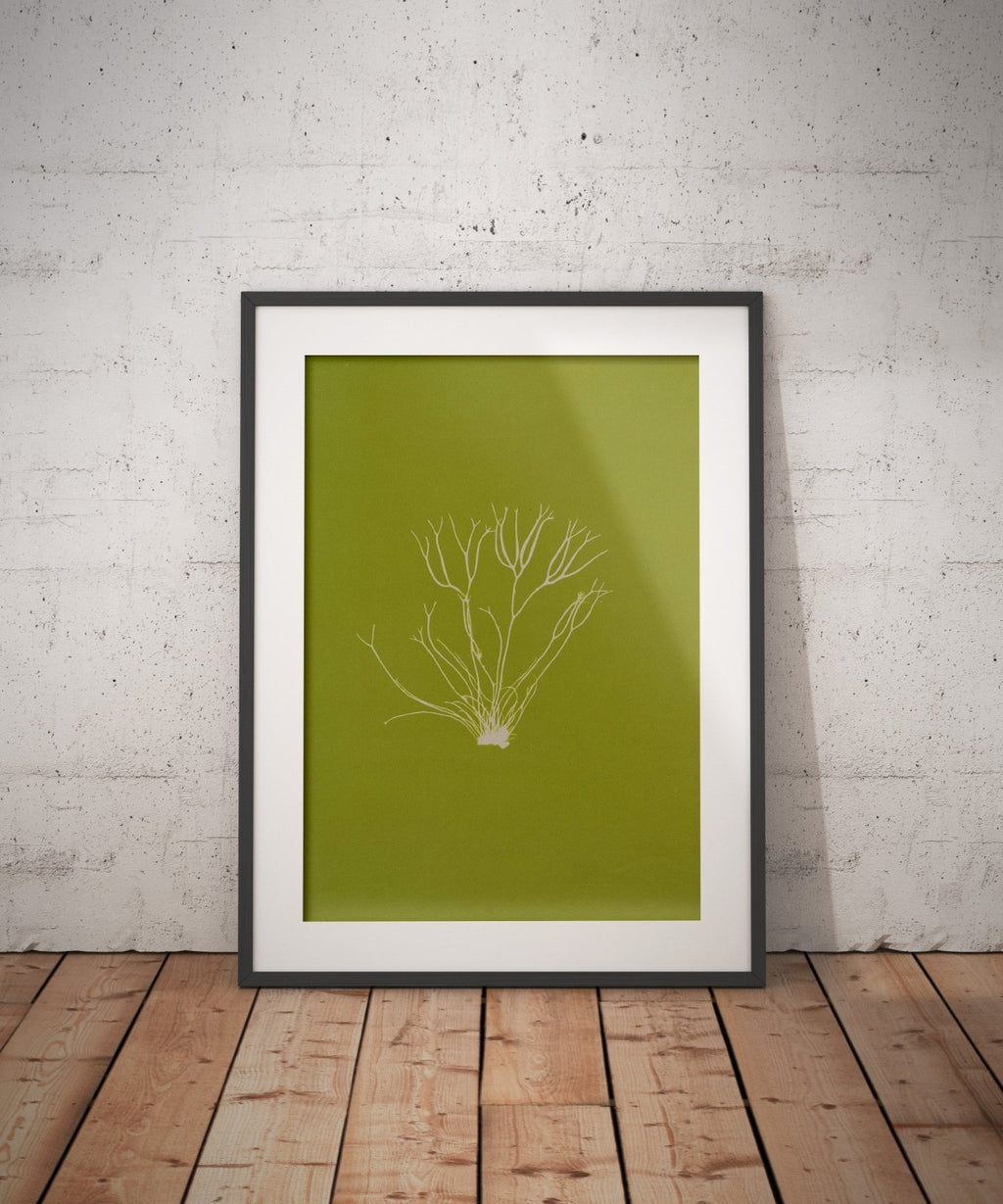 Ghost Sprig - Rebel Rebel