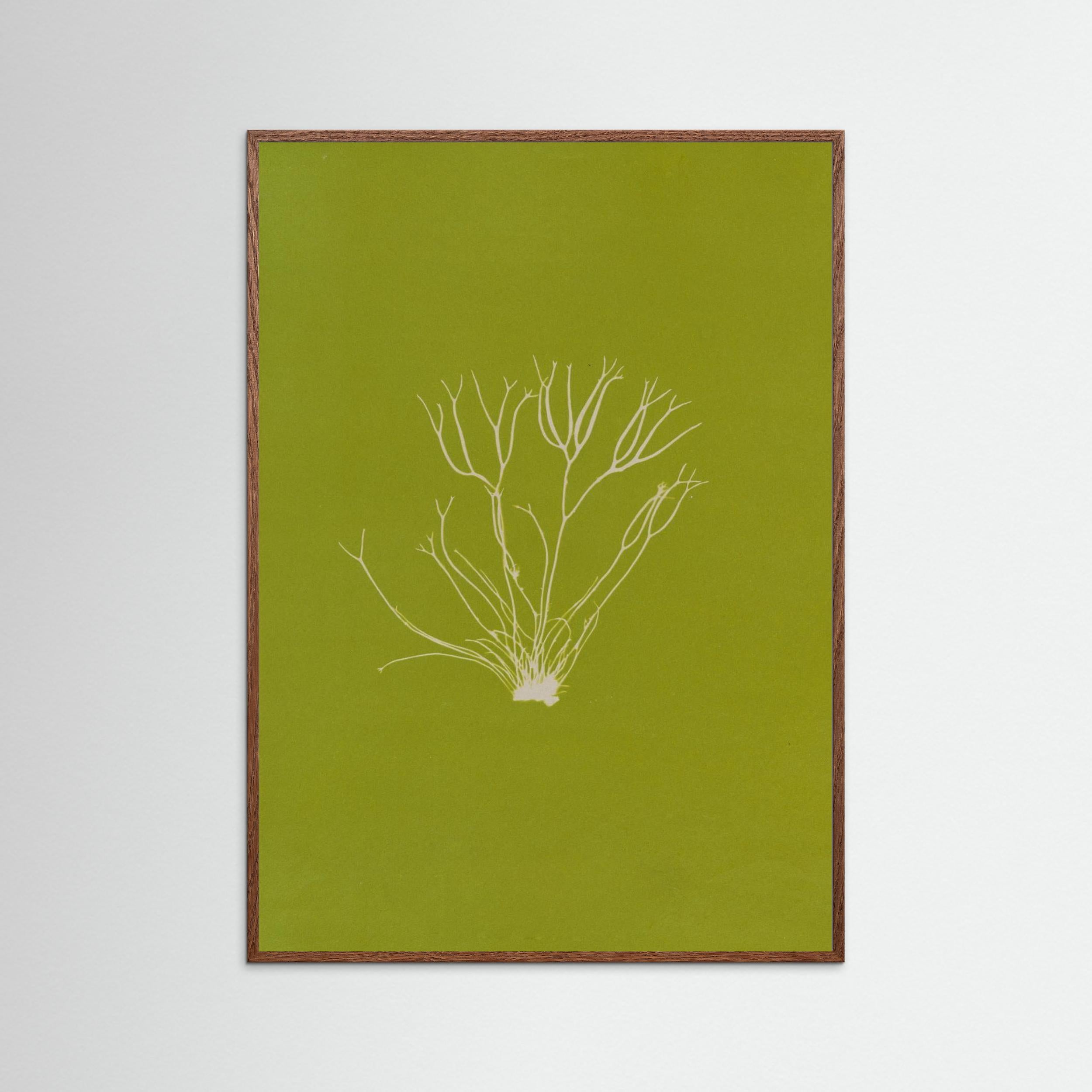 Ghost Sprig — Botanical wall art