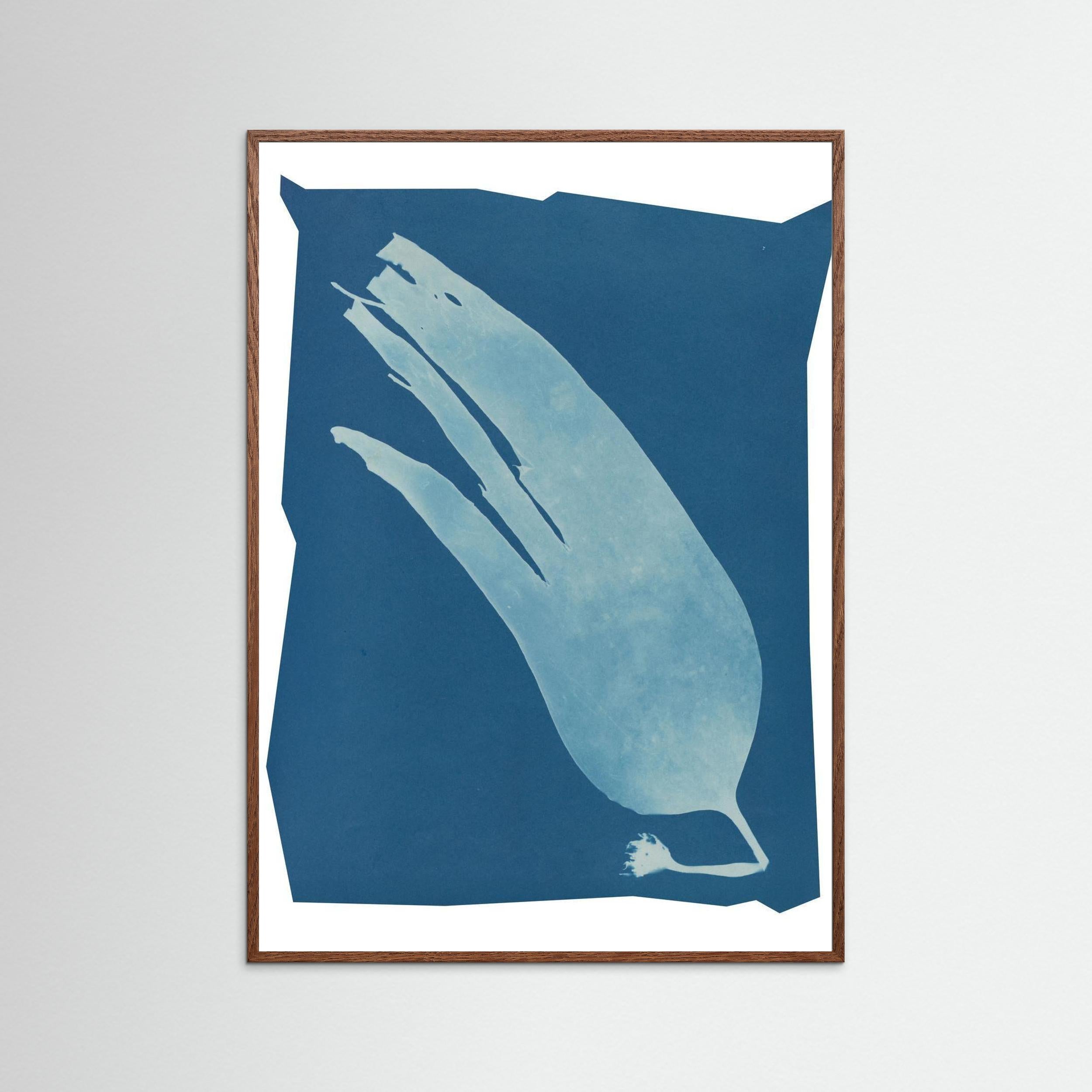 Salt Bloom — Cyanotype art Print, blue Giclee Print